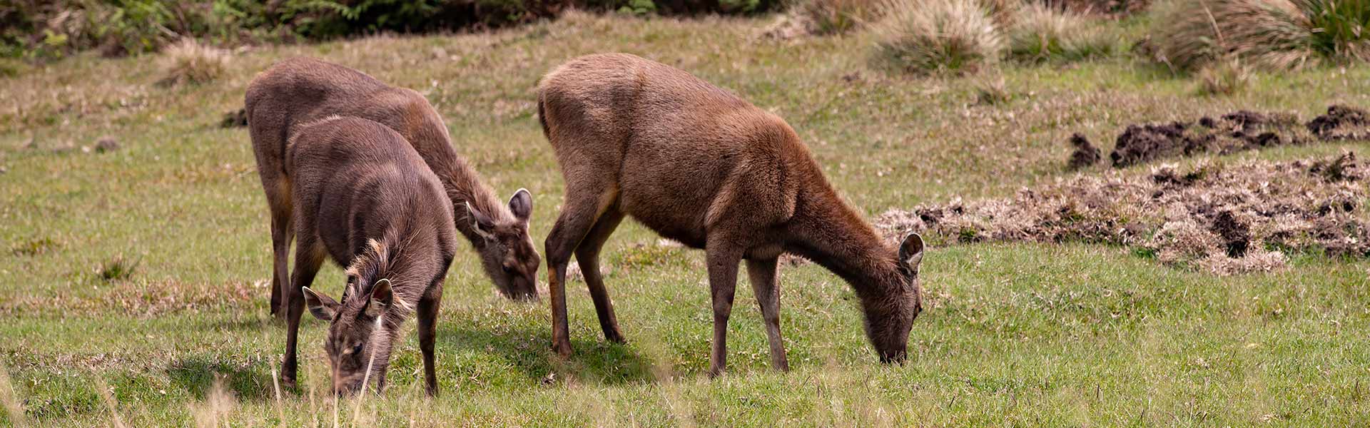 Snap of deers in the Horton Plains in Srilanka