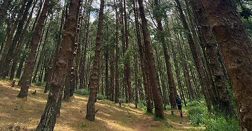 A serene forest in Sri Lanka's central highlands
