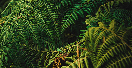 Biological Species form the Hakgala Botanical Gardens located in the Nuwara Eliya Region