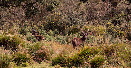 Horton Plains, National park in the central highlands of Sri Lanka