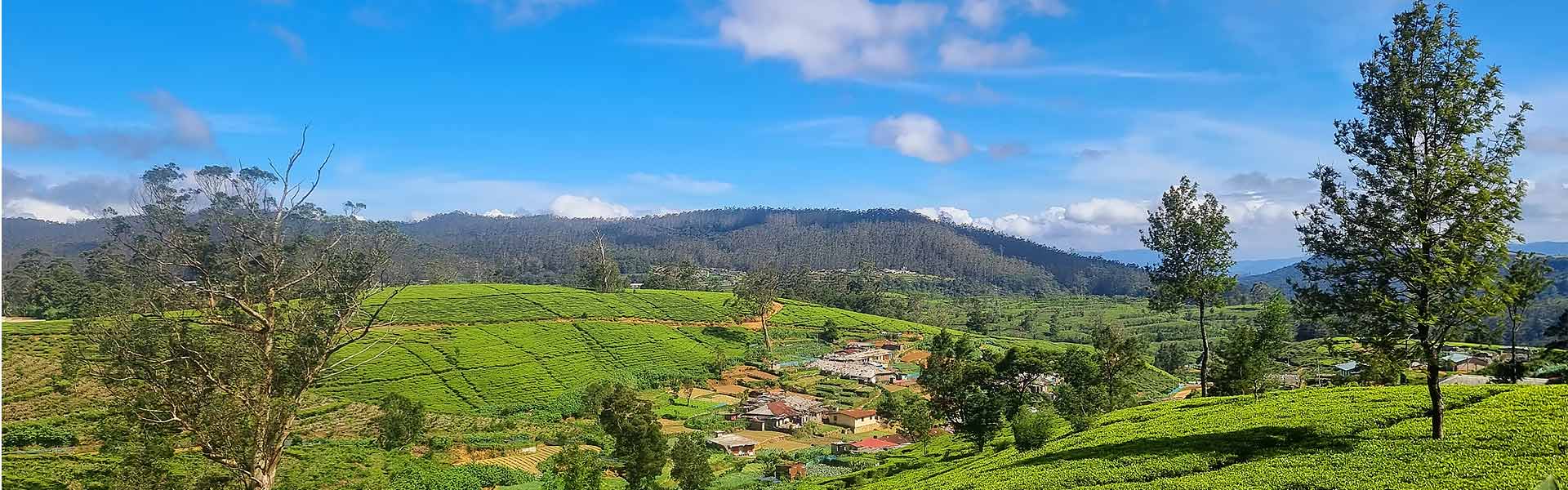 Hiking the Pekoe Trail in Nuwara Eliya
