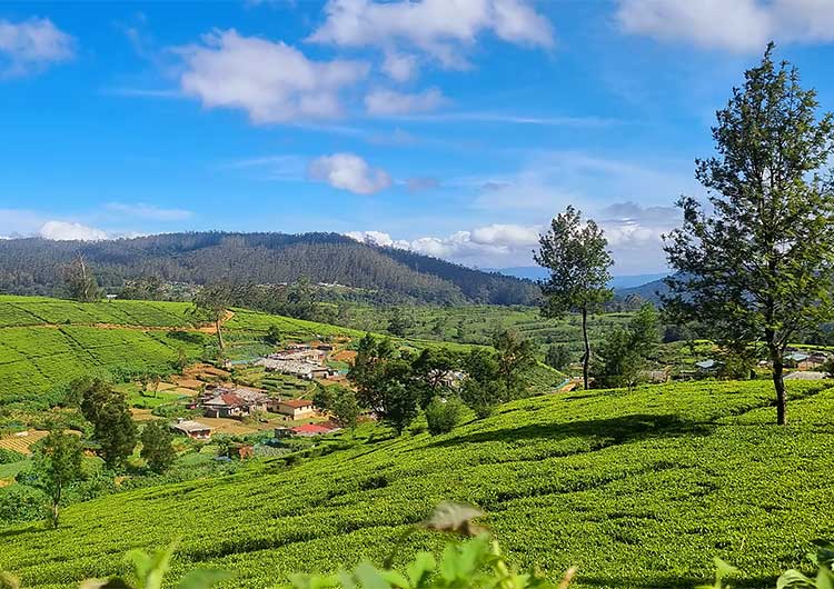 Nuwara Eliya