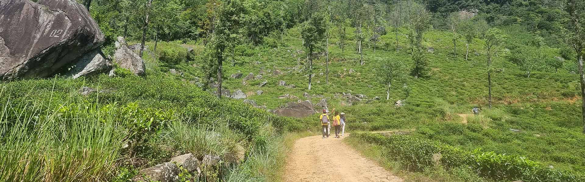 Trial path in the beautiful tea estates in the hill county of Srilanka.