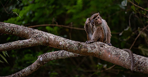 Sri Lanka's National Parks and wildlife sanctuaries along the Pekoe Trail.