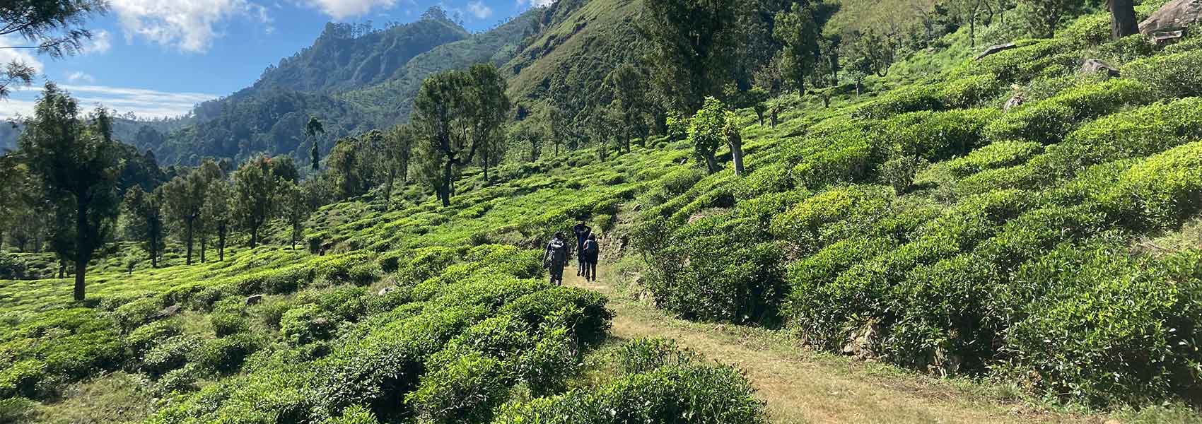Scenic wonders of the Hanthana Mountain Range in the heart of Sri Lanka's central highlands.
