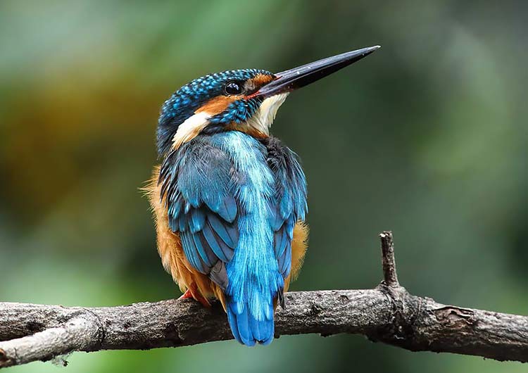 Bird watching in Horton Plains