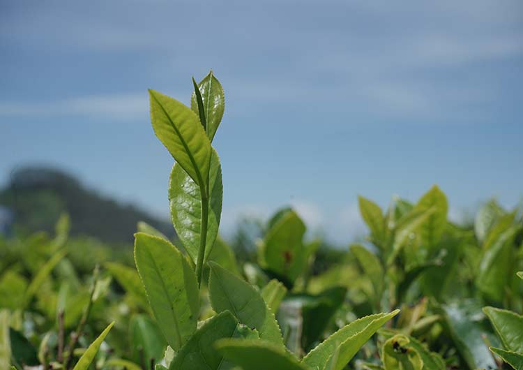Courtlodge Tea Factory Tour