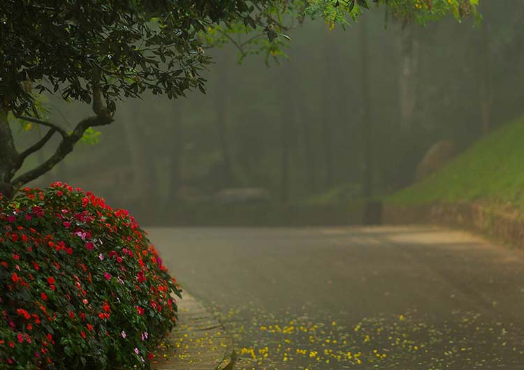 Hakgala Botanical Gardens