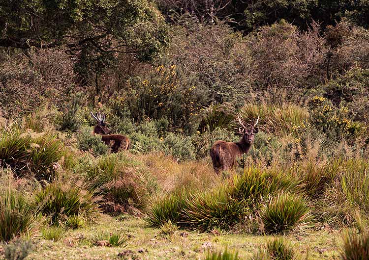 Horton Plains