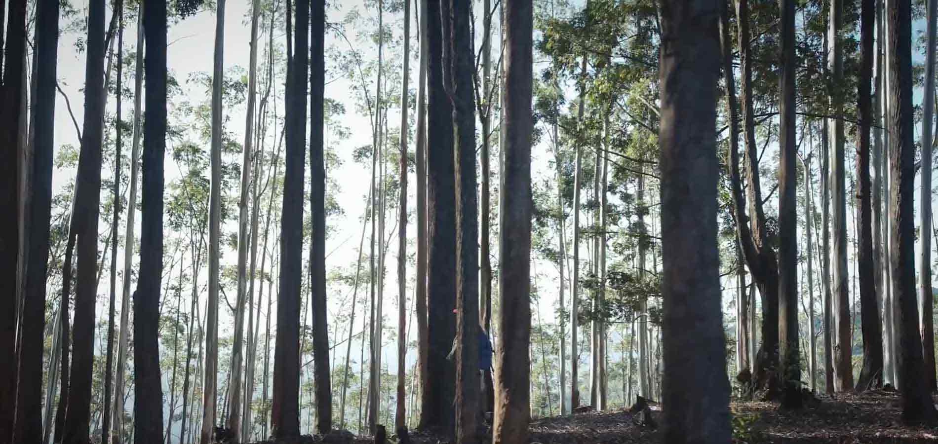 A serene forest in Sri Lanka's central highlands with towering trees and a winding path leading into the hiking trail.