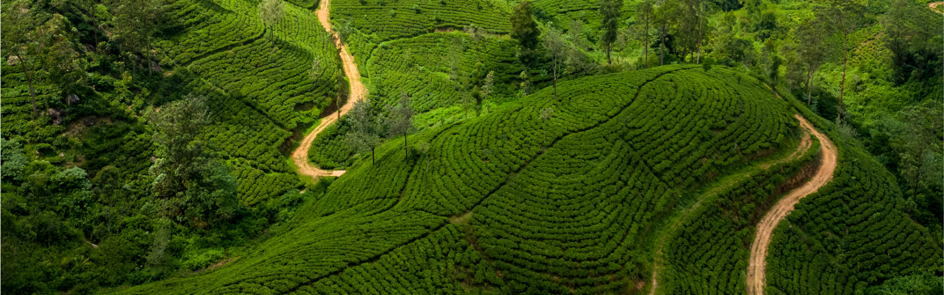 A snapshot of the Pekoe Trail, where it makes National Geographic’s Coveted ‘Best of the World’ List for 2024.